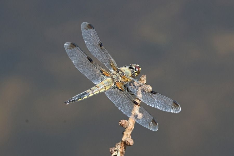 Four-spotted Chaser  - Giuseppe Colombo