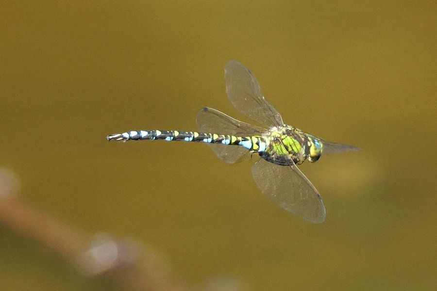 Aeshna cyanea  - Giuseppe Colombo