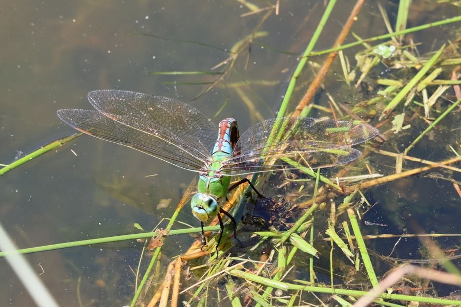Anax imperator  - Giuseppe Colombo