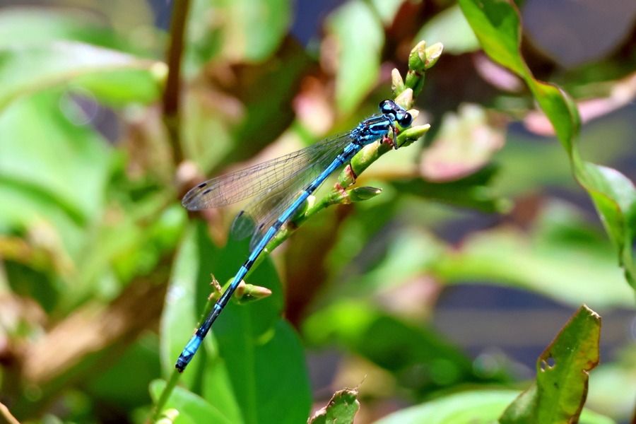 Coenagrion puella  - Giuseppe Colombo