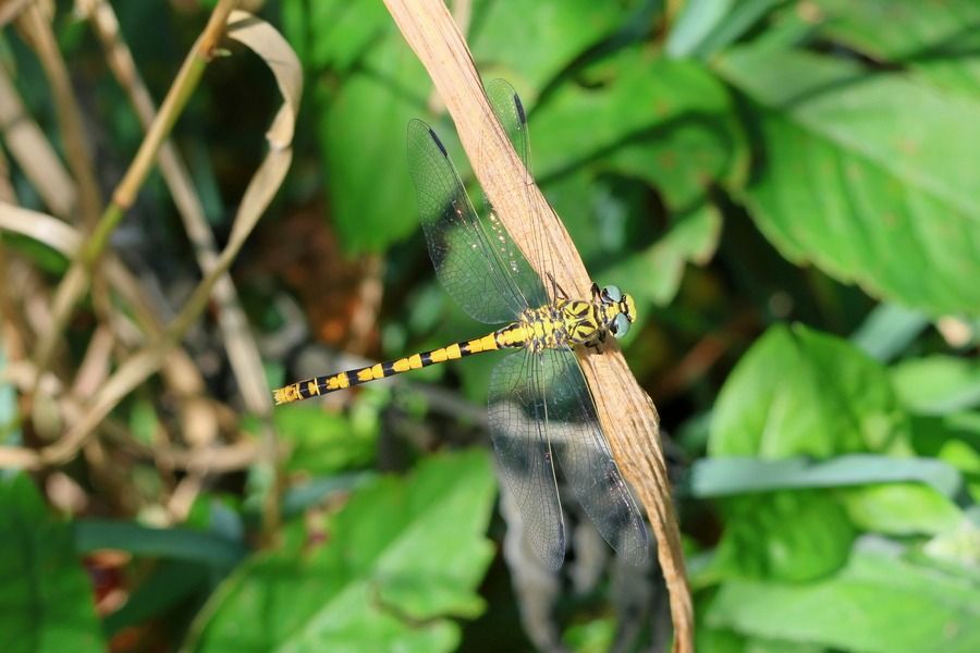 Onychogomphus forcipatus  - Giuseppe Colombo