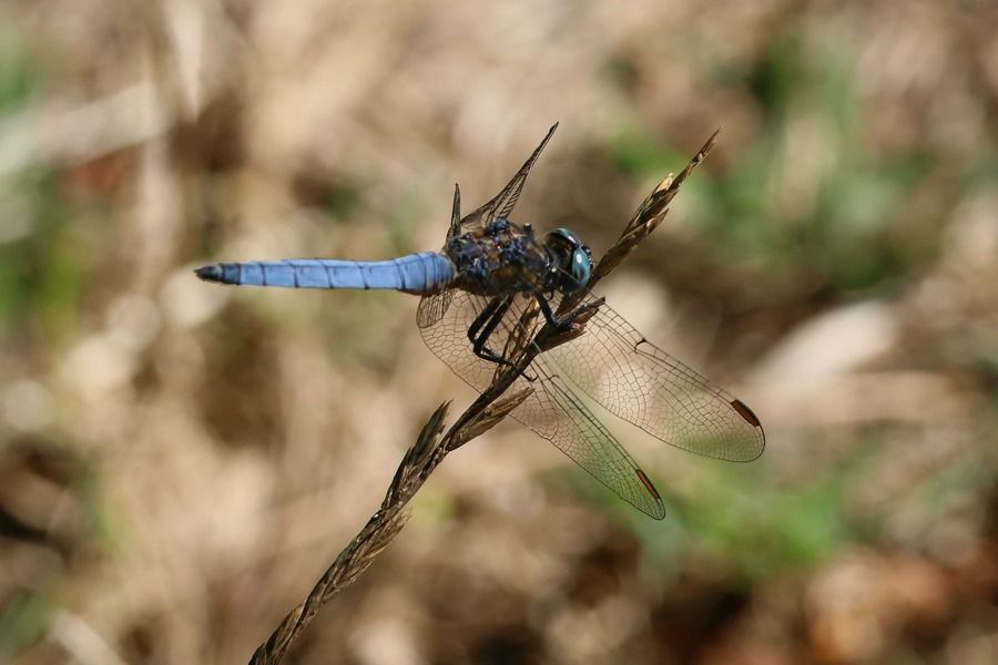Orthetrum coerulescens  - Giuseppe Colombo