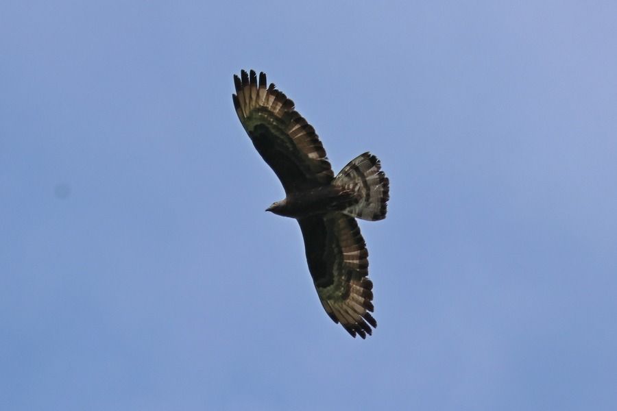 Falco pecchiaiolo  - Giuseppe Colombo