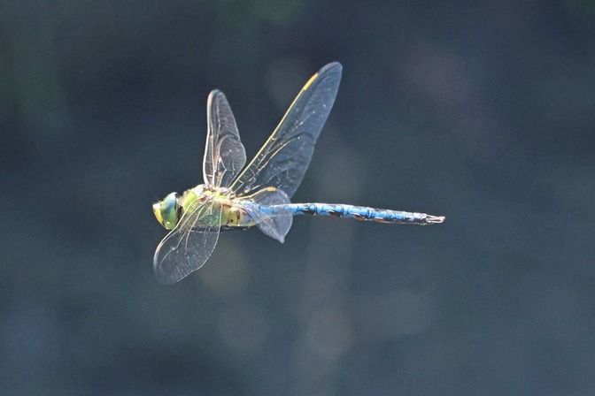 Anax imperator  - Giuseppe Colombo