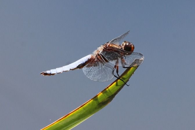 Libellula depressa  - Giuseppe Colombo