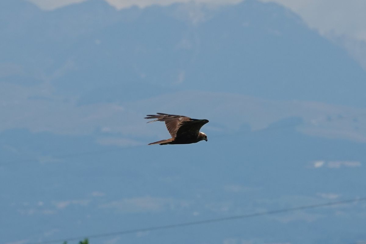 Falco di palude  - Andrea Angiari