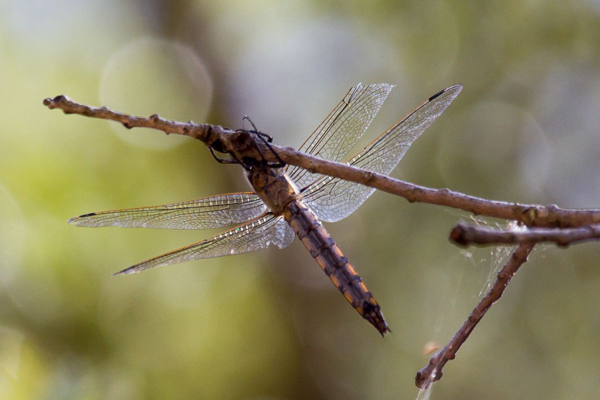 Orthetrum cancellatum  - Marco Cortemiglia