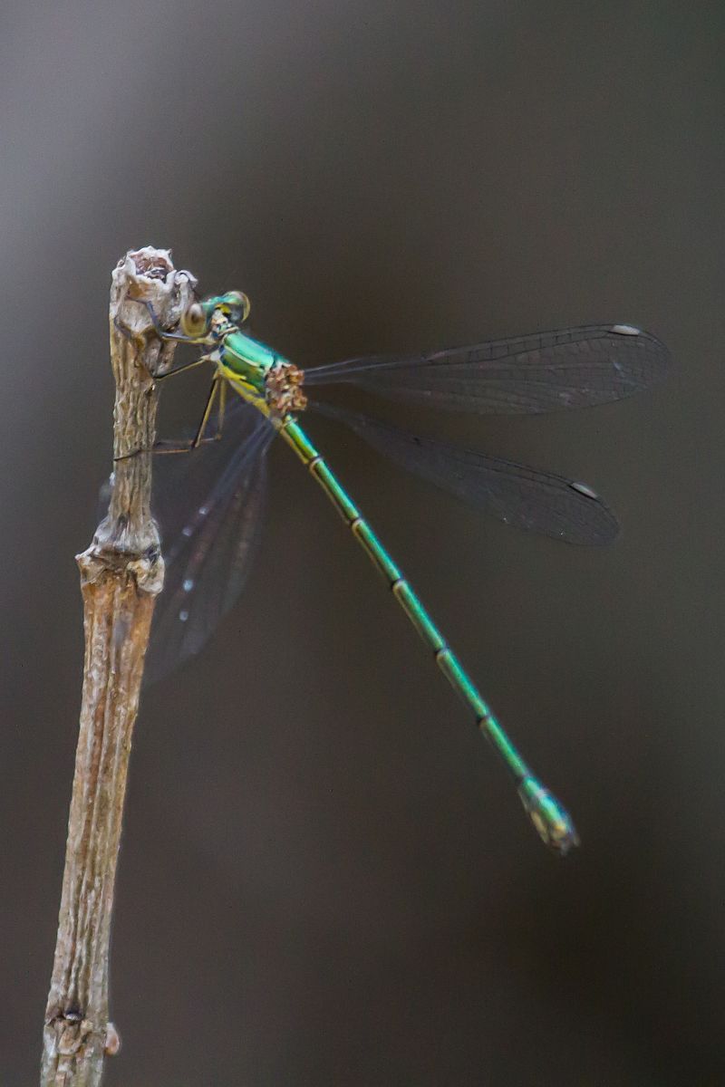 Chalcolestes viridis  - Marco Cortemiglia