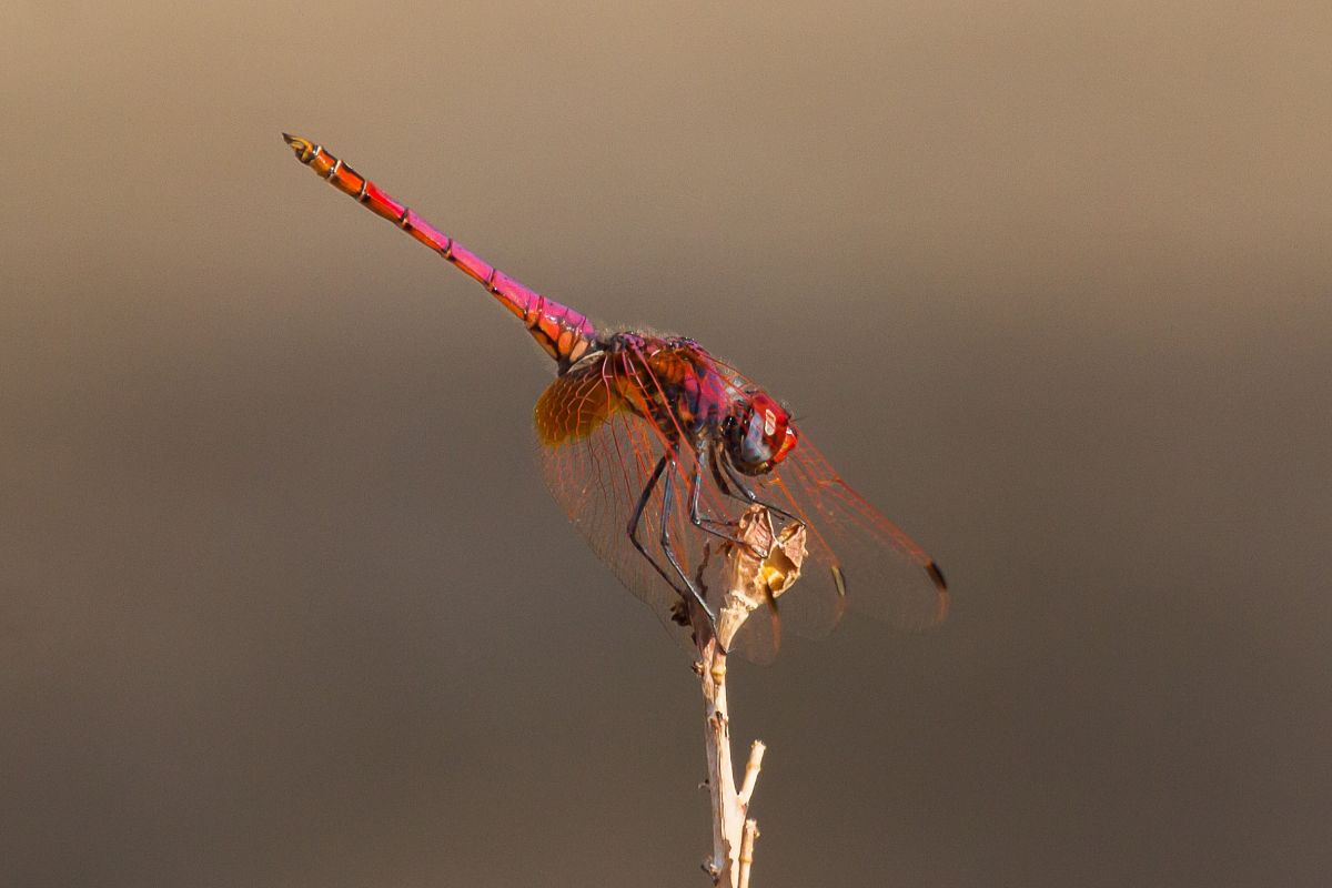 Trithemis annulata  - Marco Cortemiglia