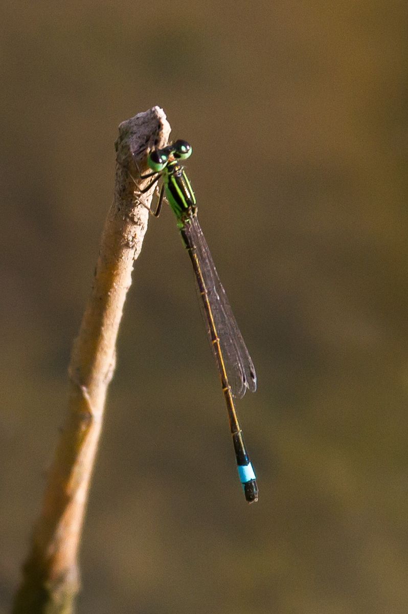 Ischnura genei  - Marco Cortemiglia