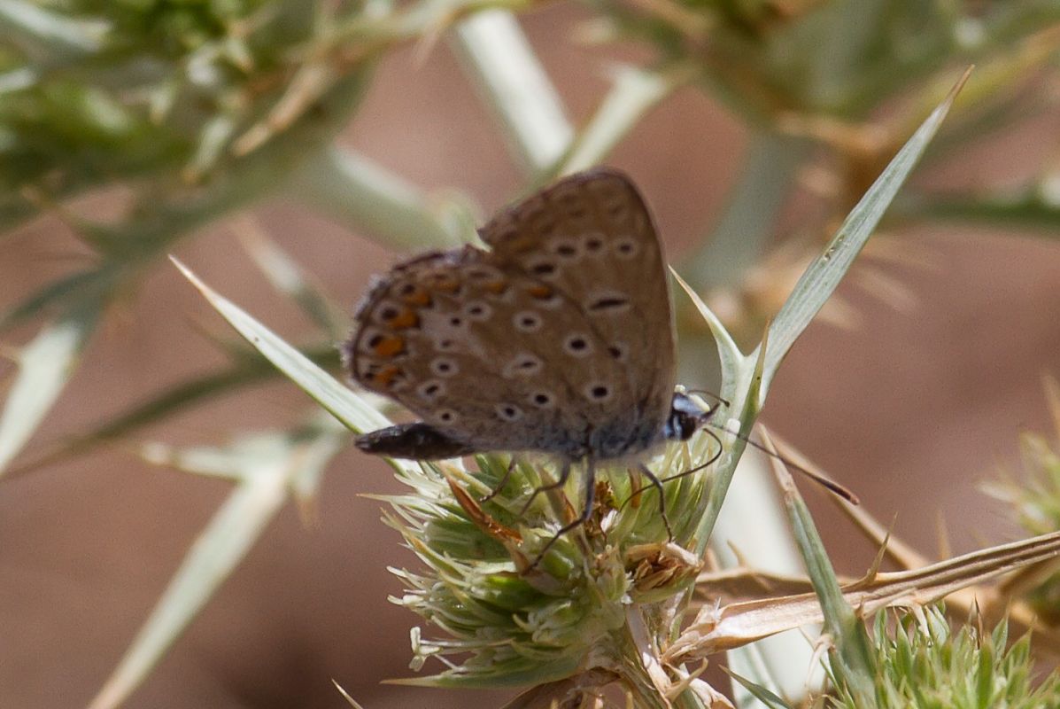 Polyommatus celina  - Marco Cortemiglia