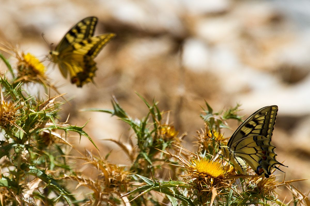 Papilio machaon  - Marco Cortemiglia