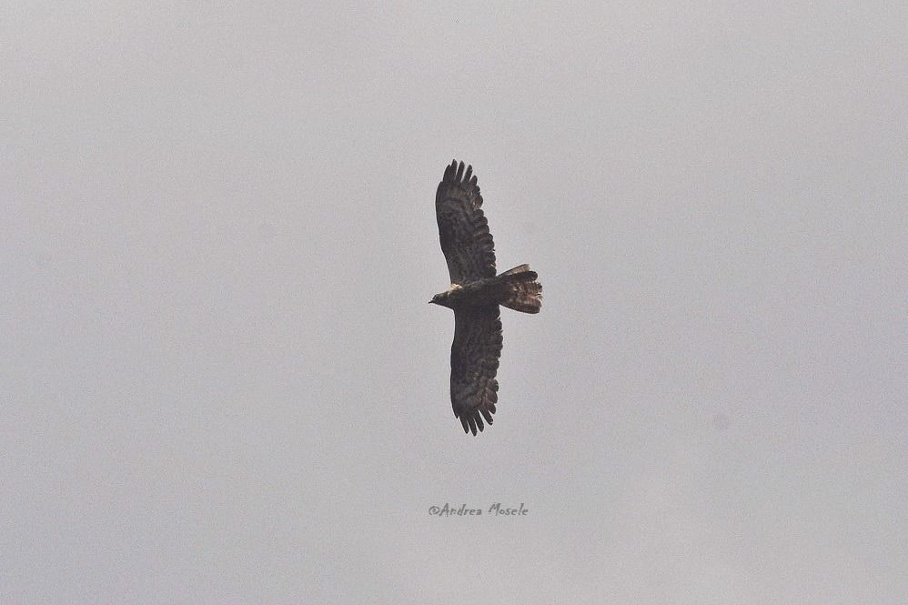 Wespenbussard  - Andrea Mosele