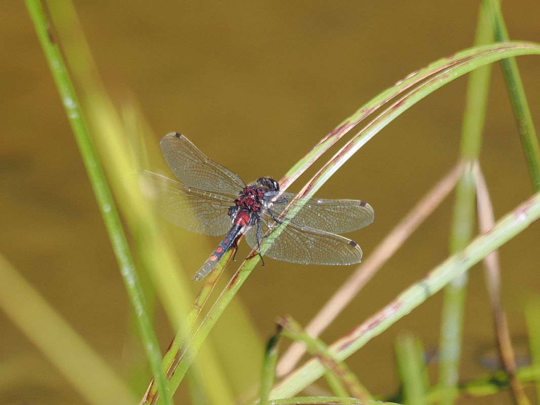 Leucorrhinia dubia  - Federico Ghiazza