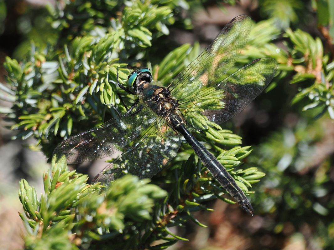 Somatochlora alpestris  - Federico Ghiazza