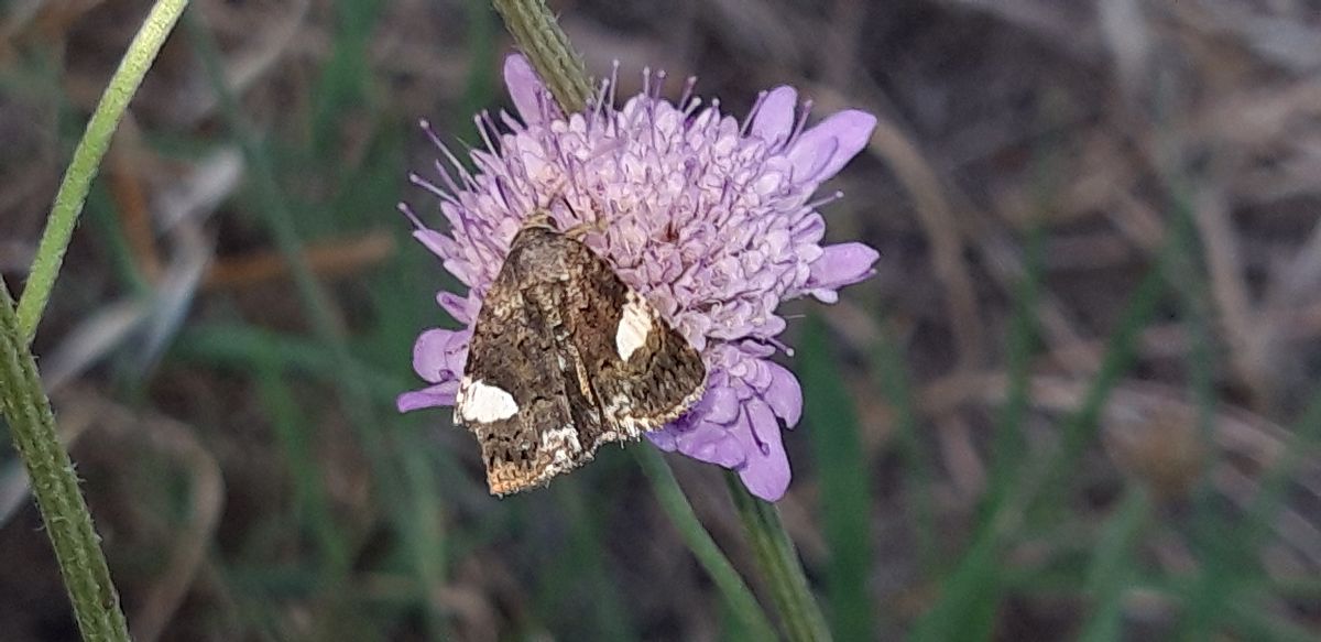 Tyta luctuosa  - Michele Cento