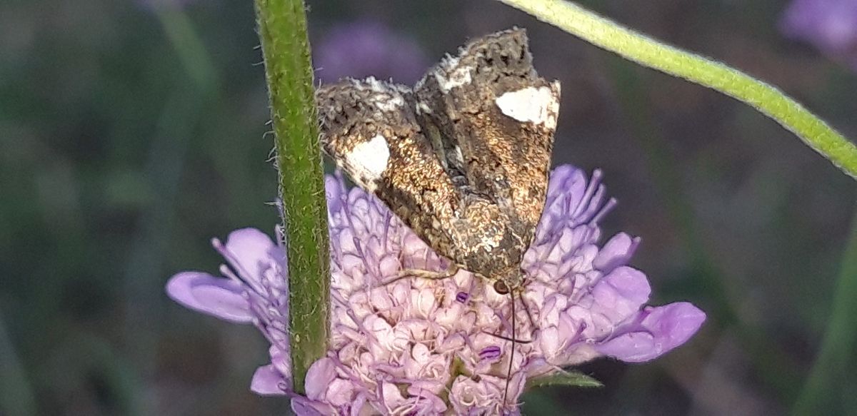 Tyta luctuosa  - Michele Cento