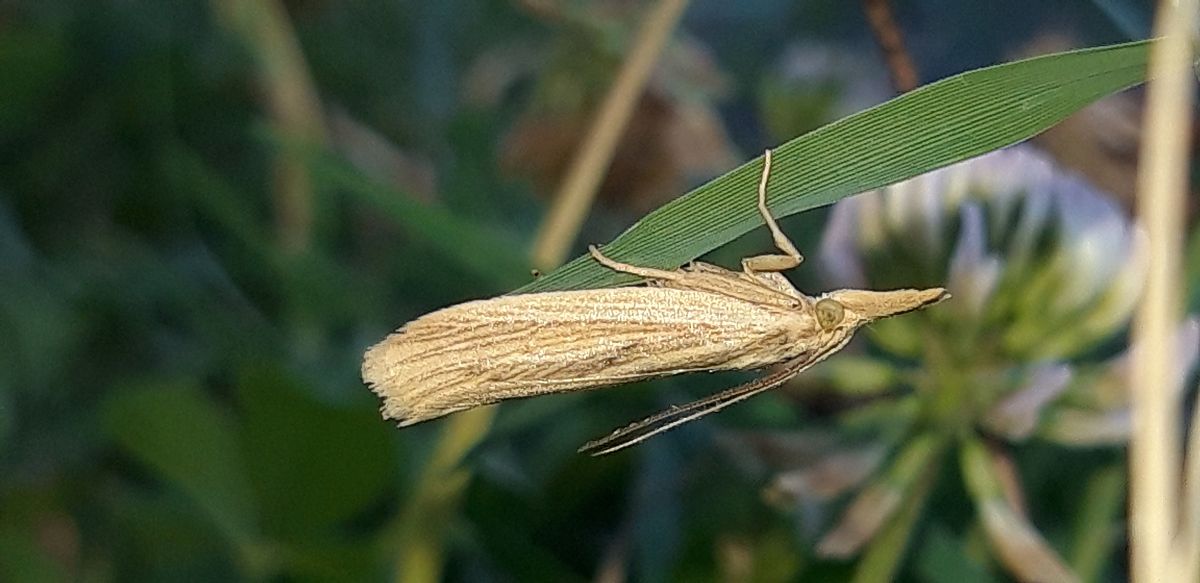 Ematheudes punctella  - Michele Cento