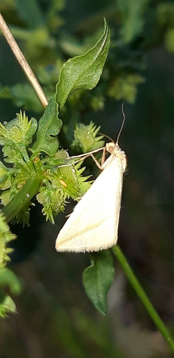 Rhodometra sacraria  - Michele Cento