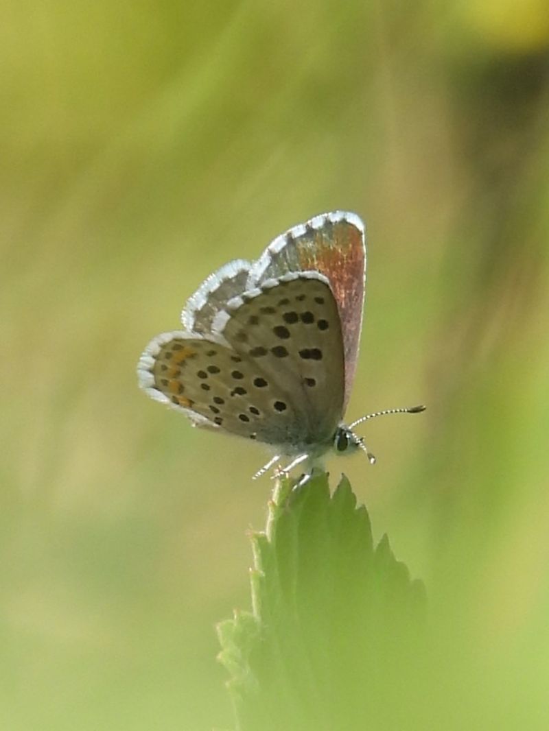 Pseudophilotes baton  - Michele Cento