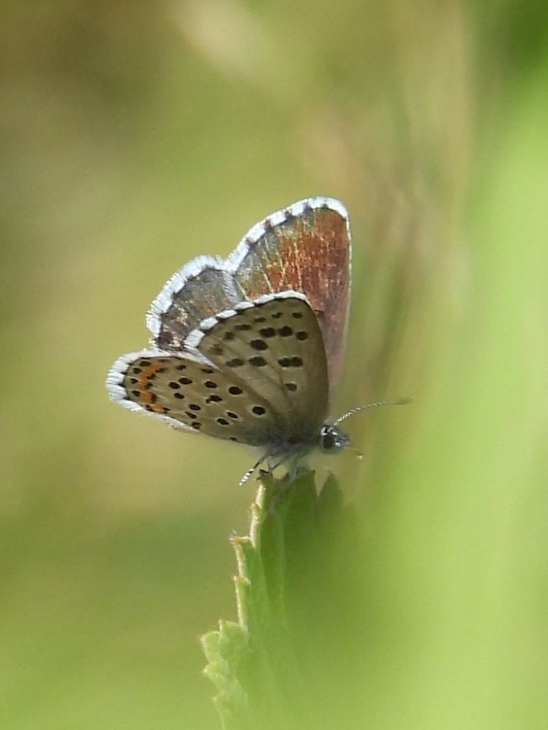 Pseudophilotes baton  - Michele Cento