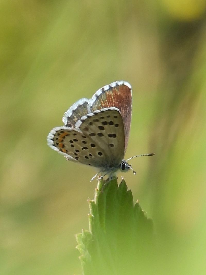 Pseudophilotes baton  - Michele Cento