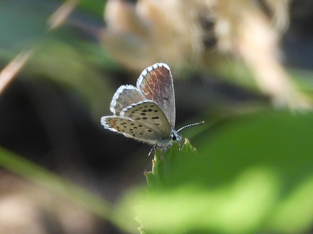 Pseudophilotes baton  - Michele Cento