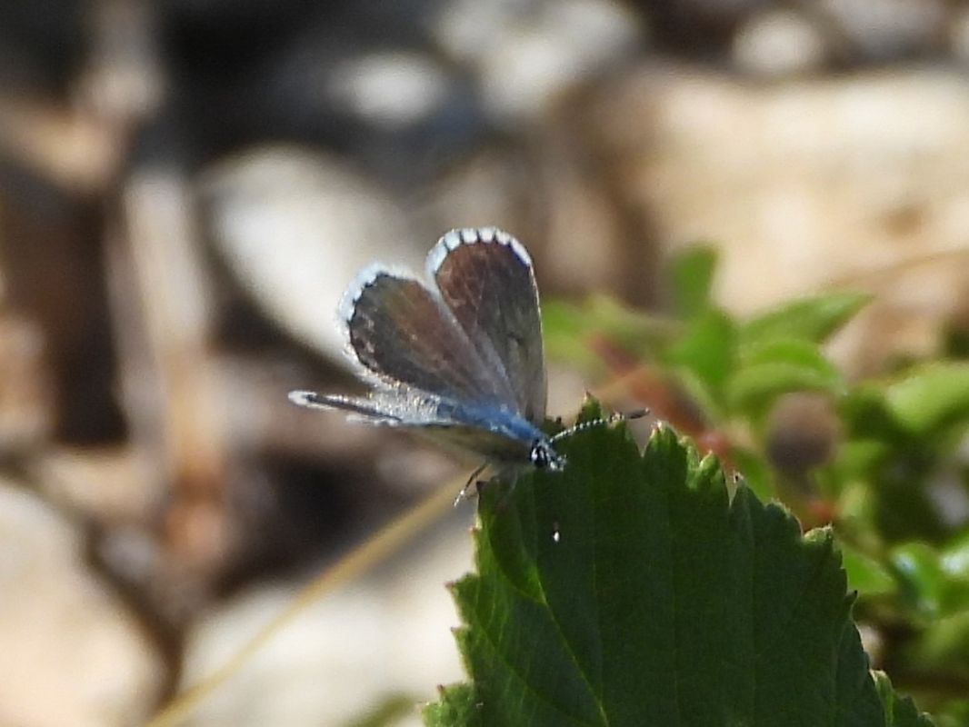 Pseudophilotes baton  - Michele Cento