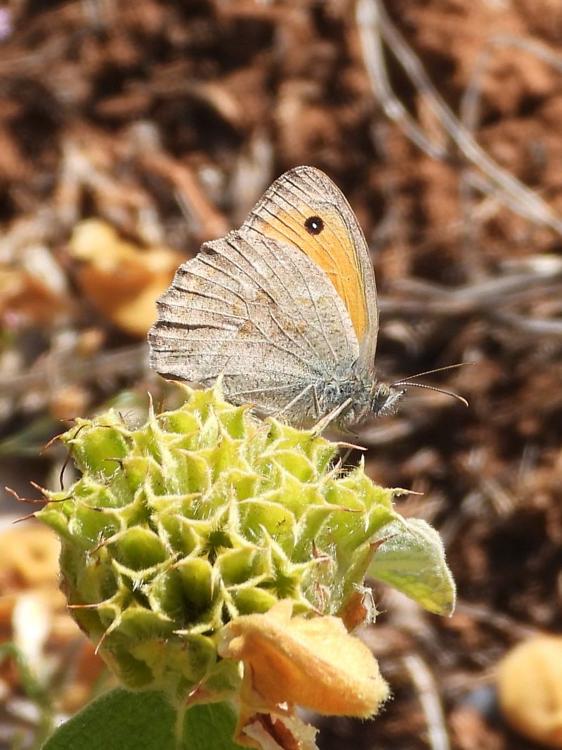 Hyponephele lycaon / lupina  - Michele Cento