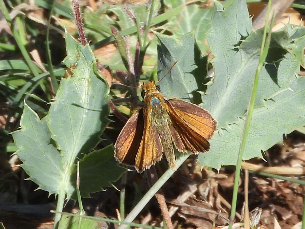 Thymelicus acteon  - Michele Cento