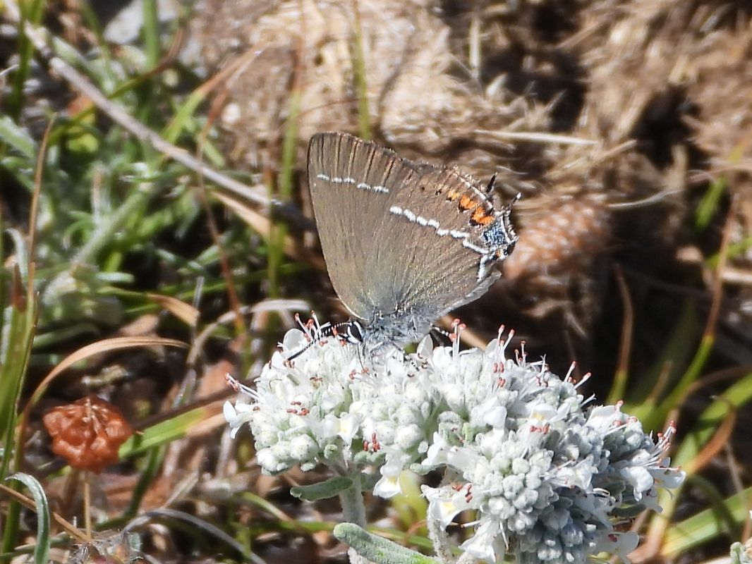 Satyrium spini  - Michele Cento