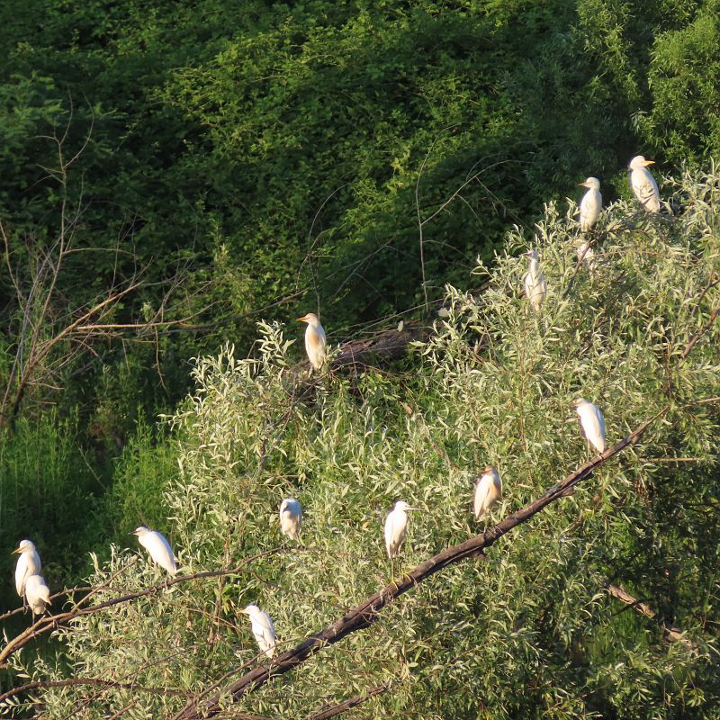Western Cattle Egret  - Massimo Perinotto