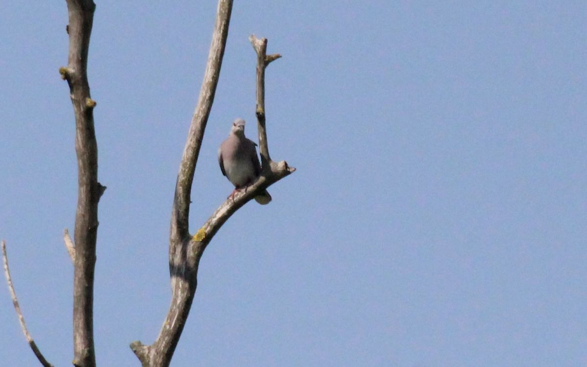 European Turtle Dove  - Alessio Mannello
