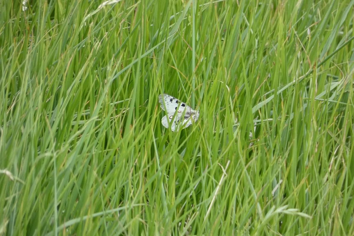 Parnassius apollo  - Daniele Ronconi