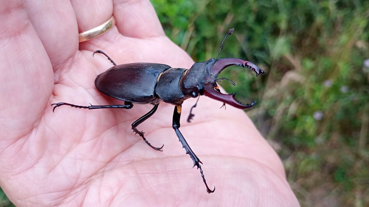 Lucanus cervus  - Daniele Ronconi