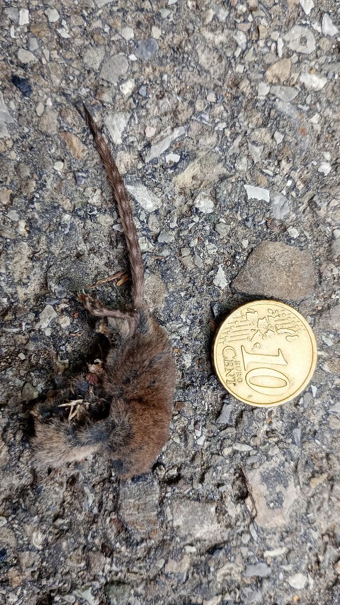 Mammalia sp. (undeterminable)  - Daniele Ronconi