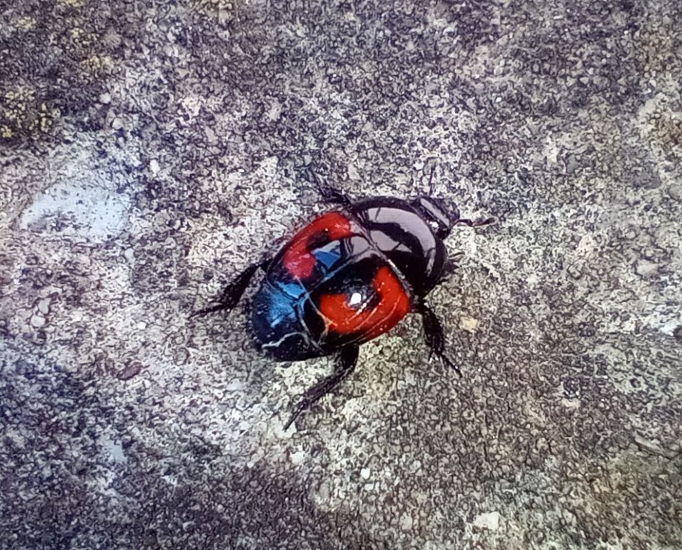 Hister quadrimaculatus  - Daniele Ronconi