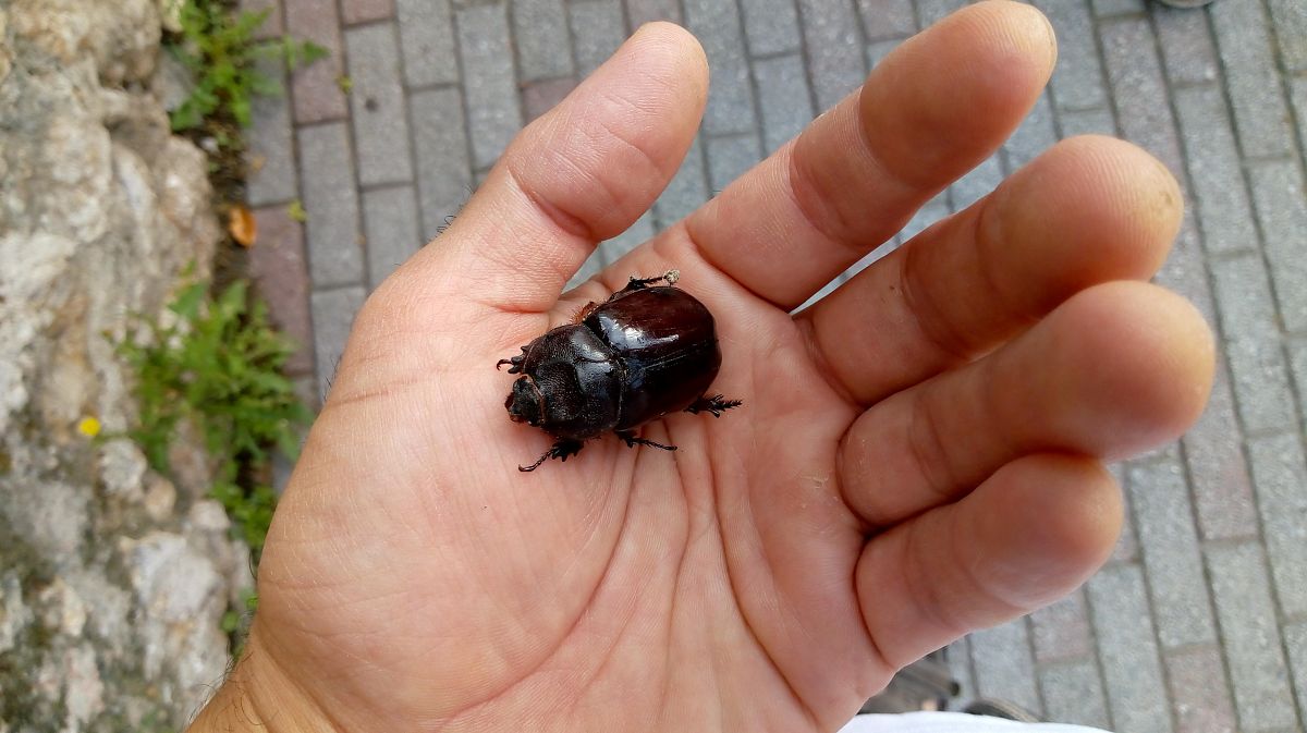 Oryctes nasicornis  - Daniele Ronconi