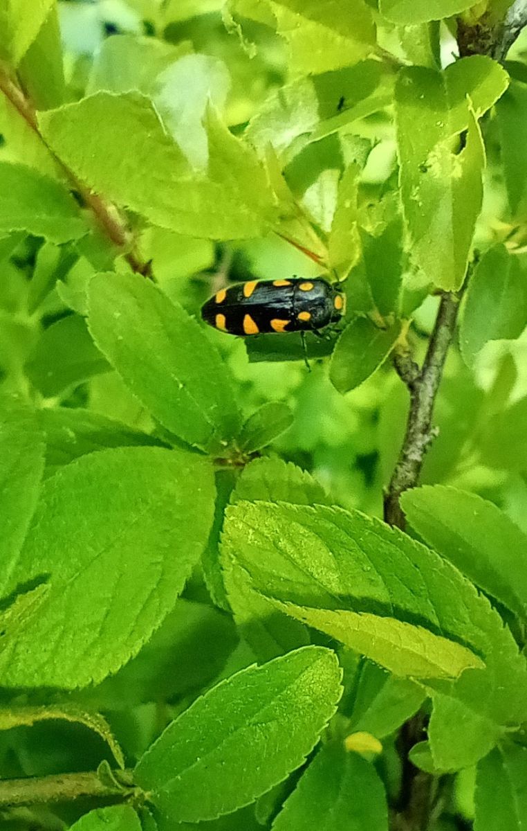 Coleoptera sp.  - Daniele Ronconi