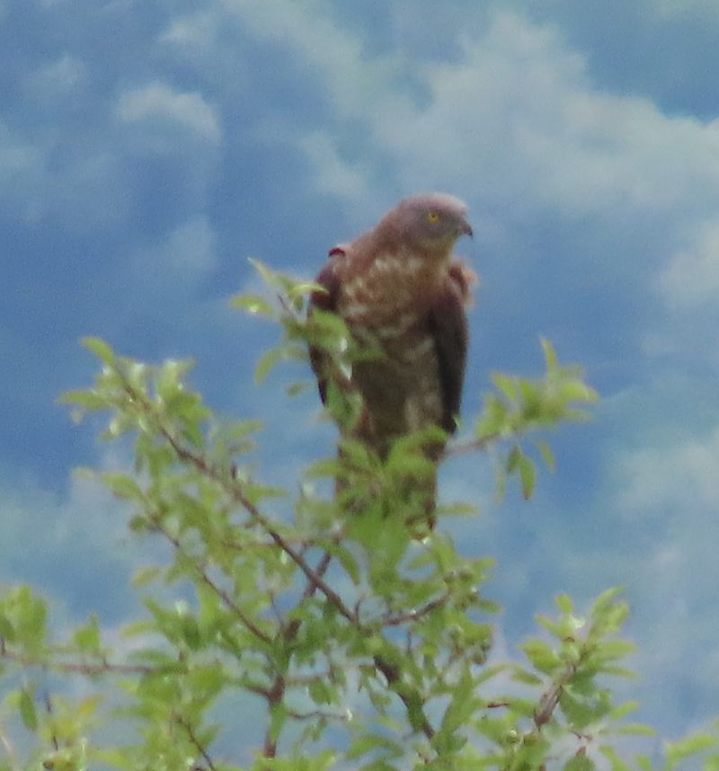 Falco pecchiaiolo  - Alfonso Maffezzoli