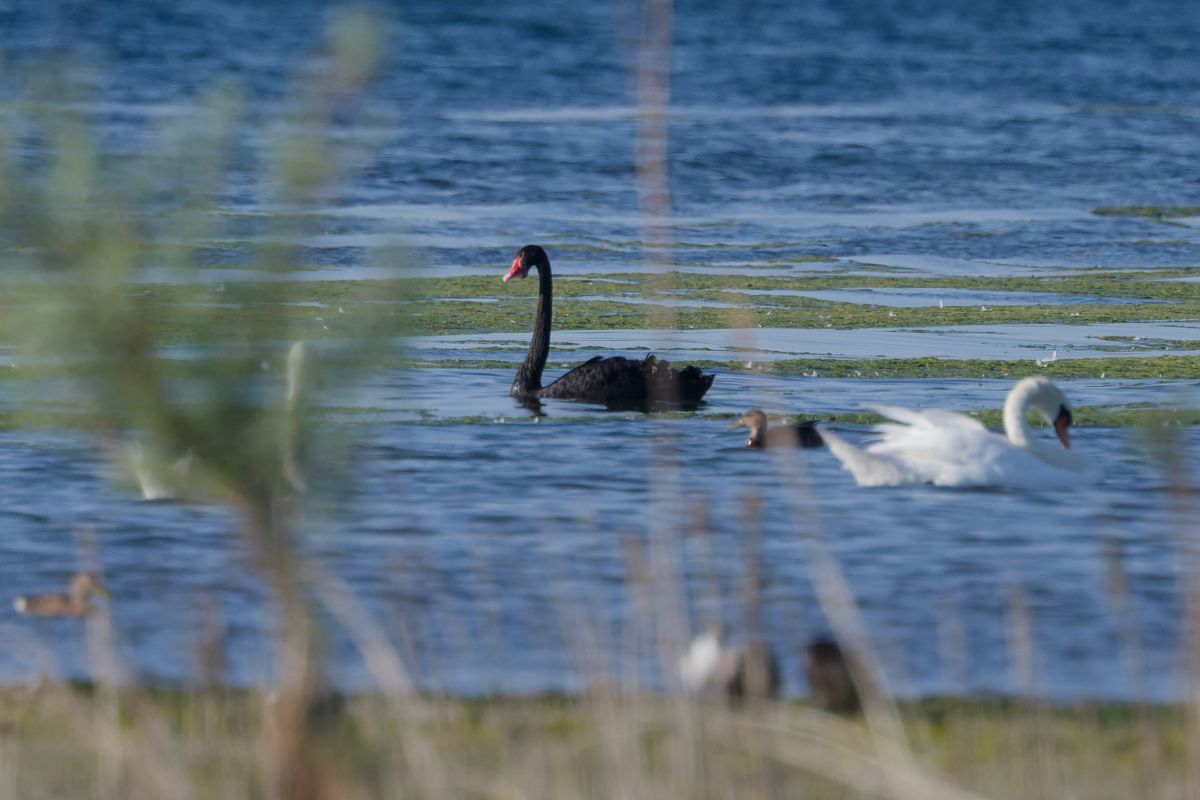 Cygne noir 
