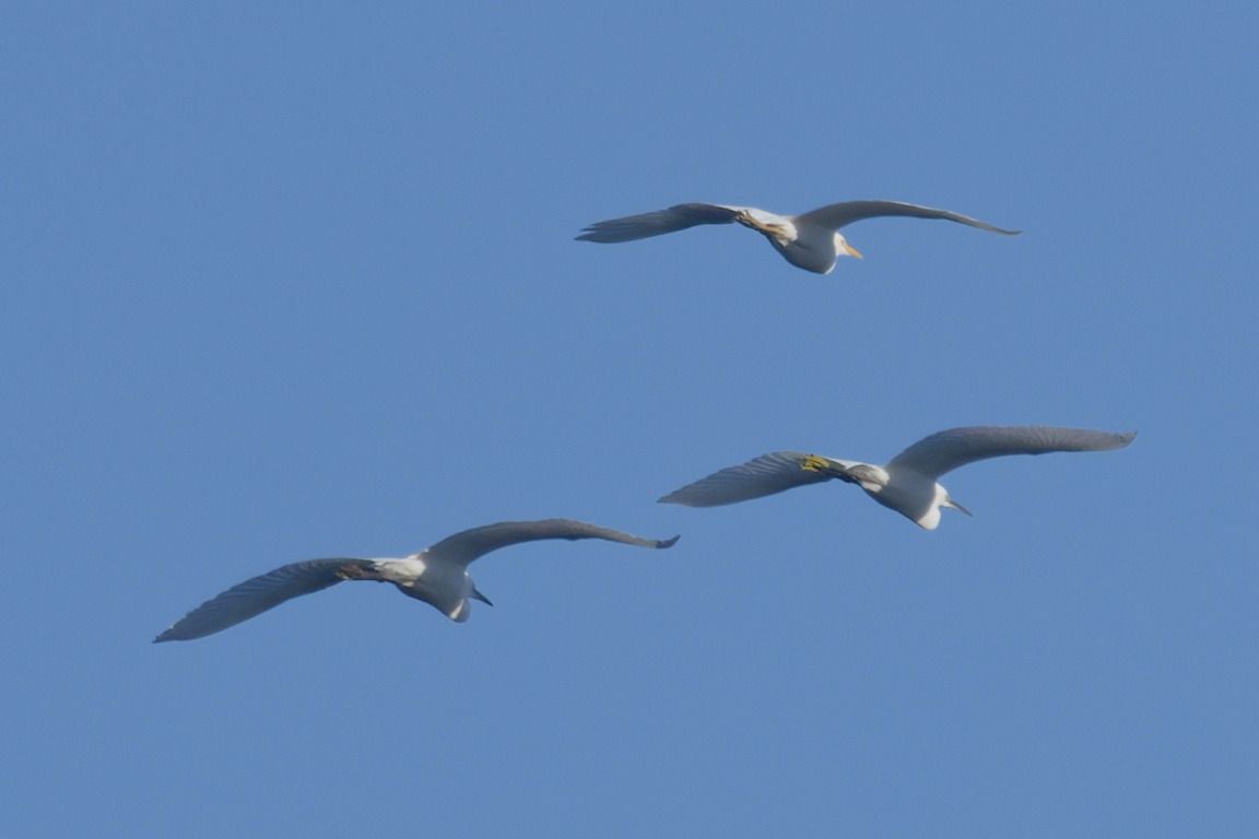 Airone guardabuoi 