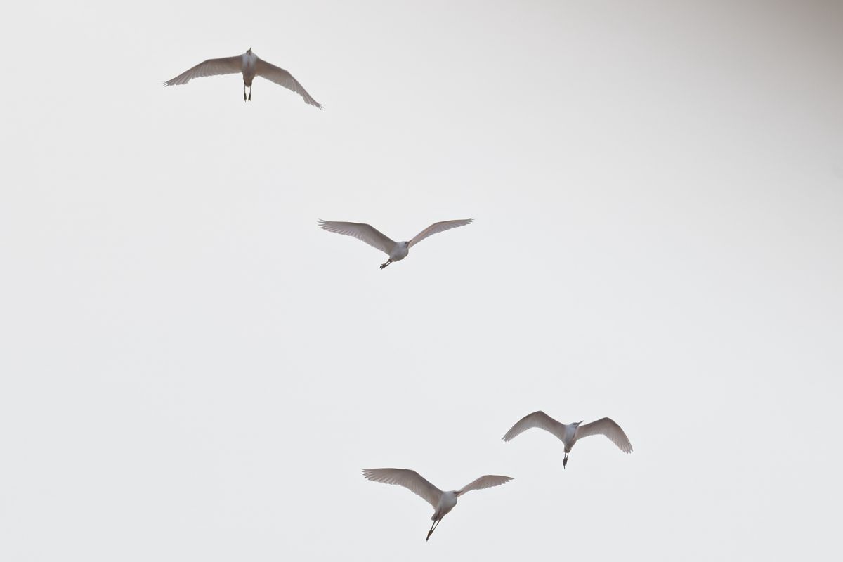 Airone guardabuoi 