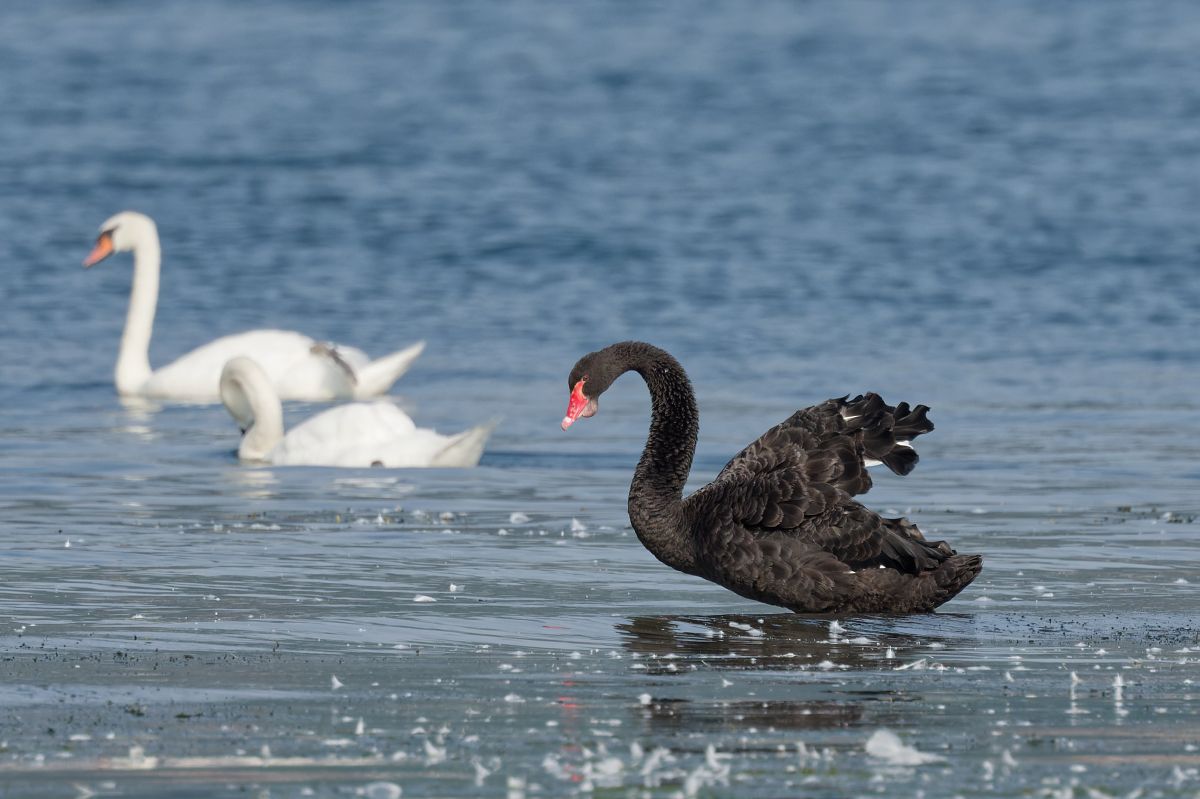 Cigno nero 