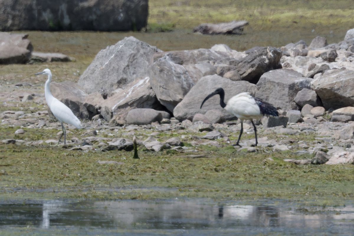 Ibis sacro 