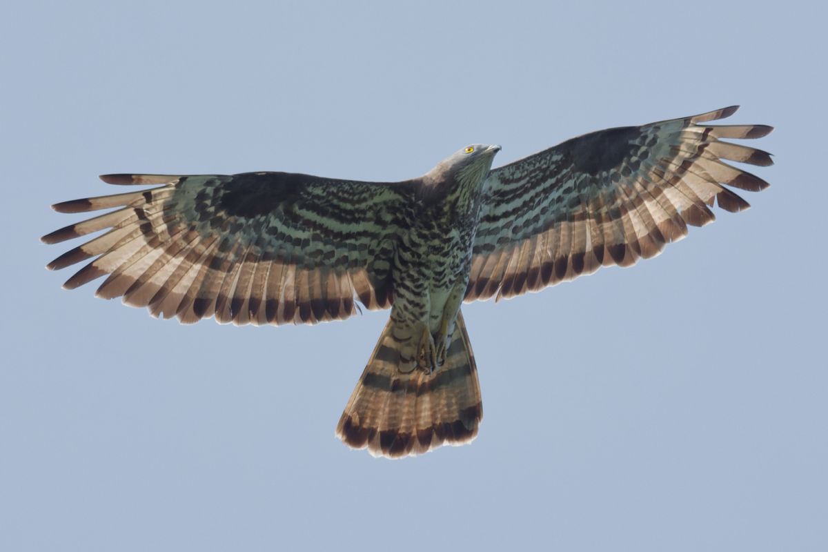 Falco pecchiaiolo 