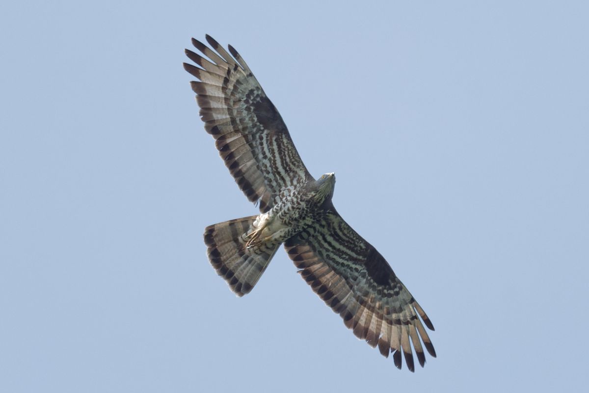 Falco pecchiaiolo 