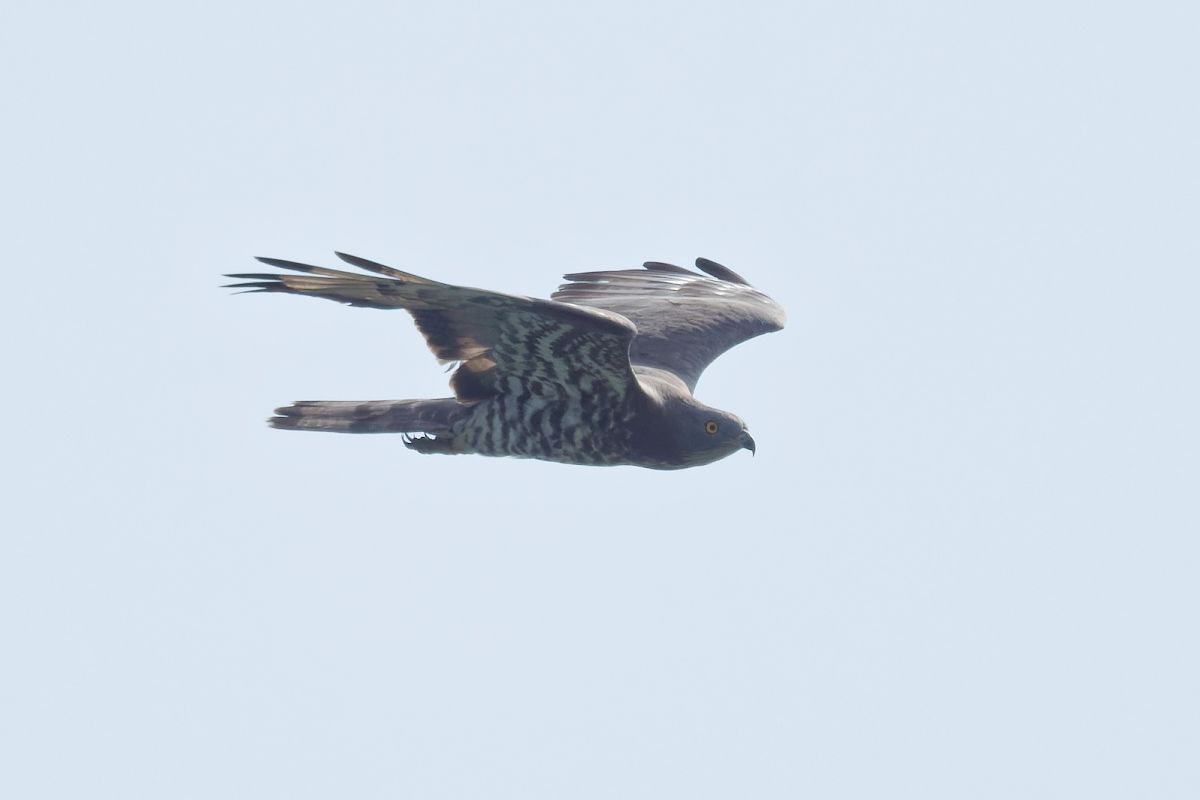 Falco pecchiaiolo 