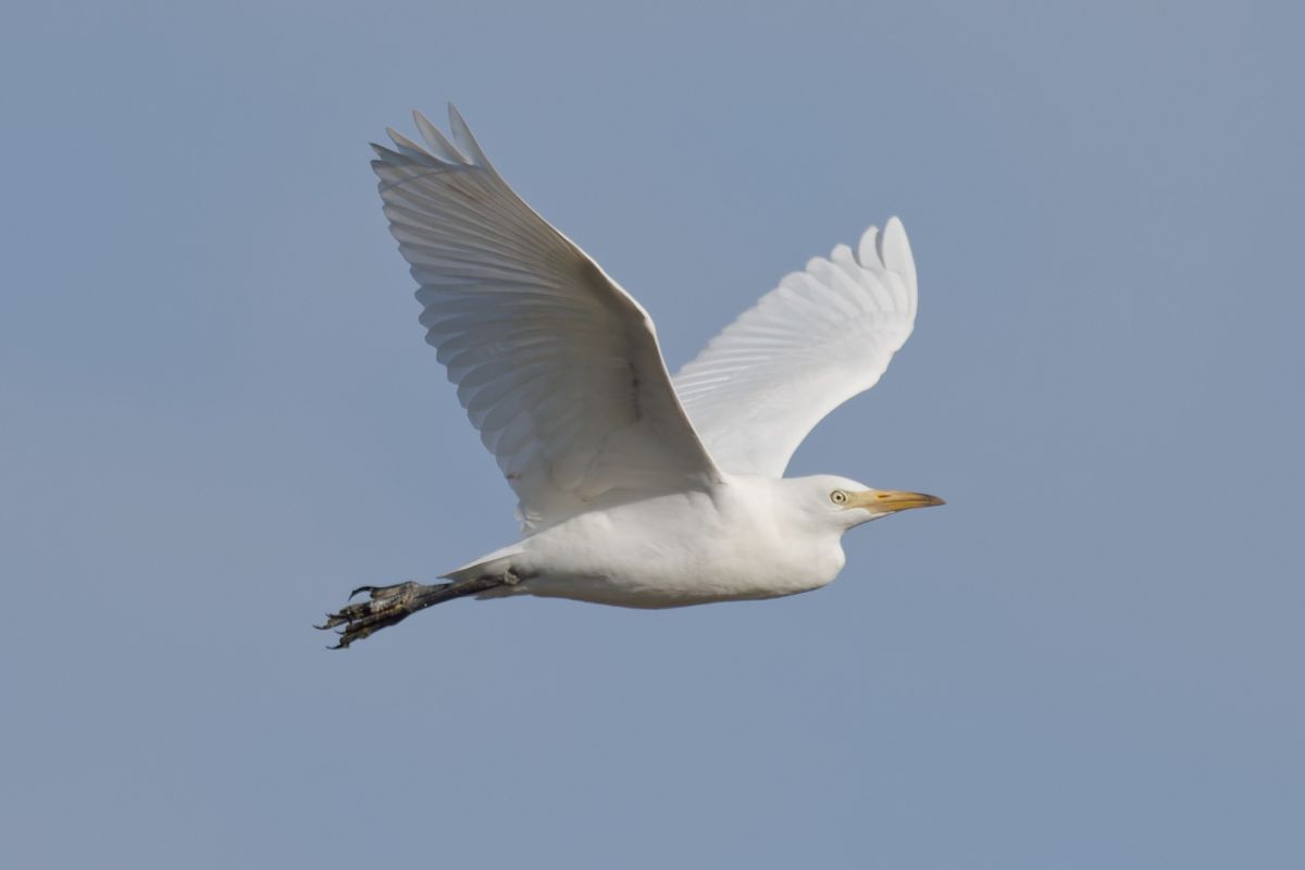 Airone guardabuoi 