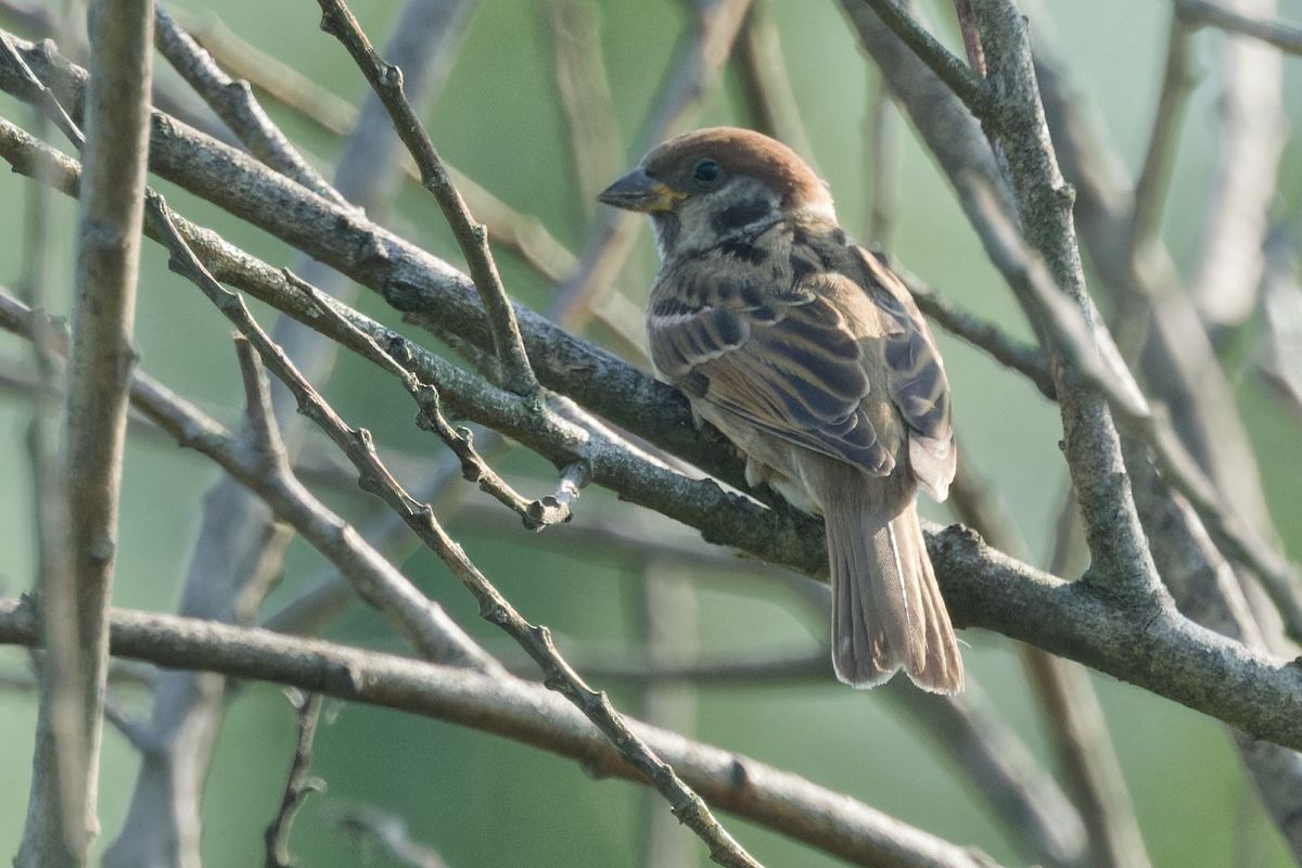 Passera mattugia 
